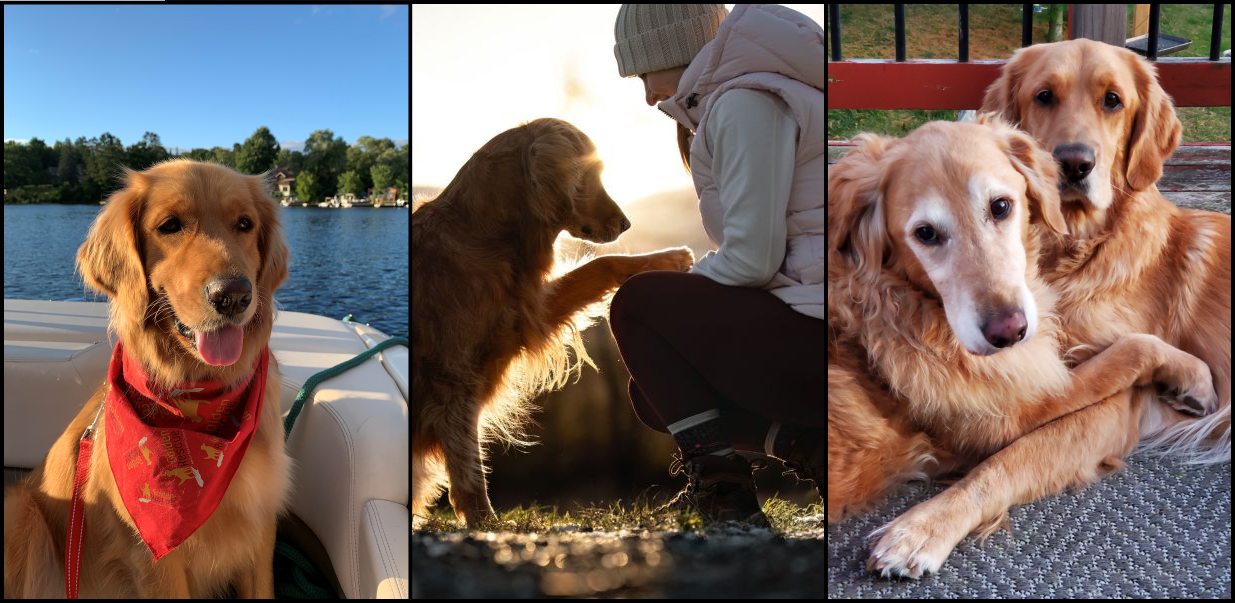 Golden retrievers showing different different foster care environments