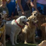 Goldens waiting to lick peanut butter