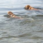 Goldens swimming in water