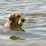 Golden catching ball in lake