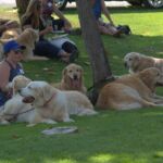 Goldens Resting under tree