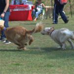 Goldens chasing one another
