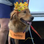 Golden dressed in crown