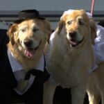 Bride and Groom Golden Retreivers