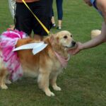 Golden Retreiver dressed as fairy in tutu