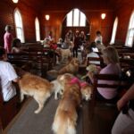 Church full of goldens