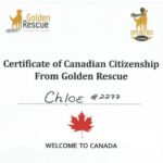 Istanbul certificate presented